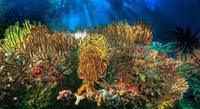 加勒比海度假村